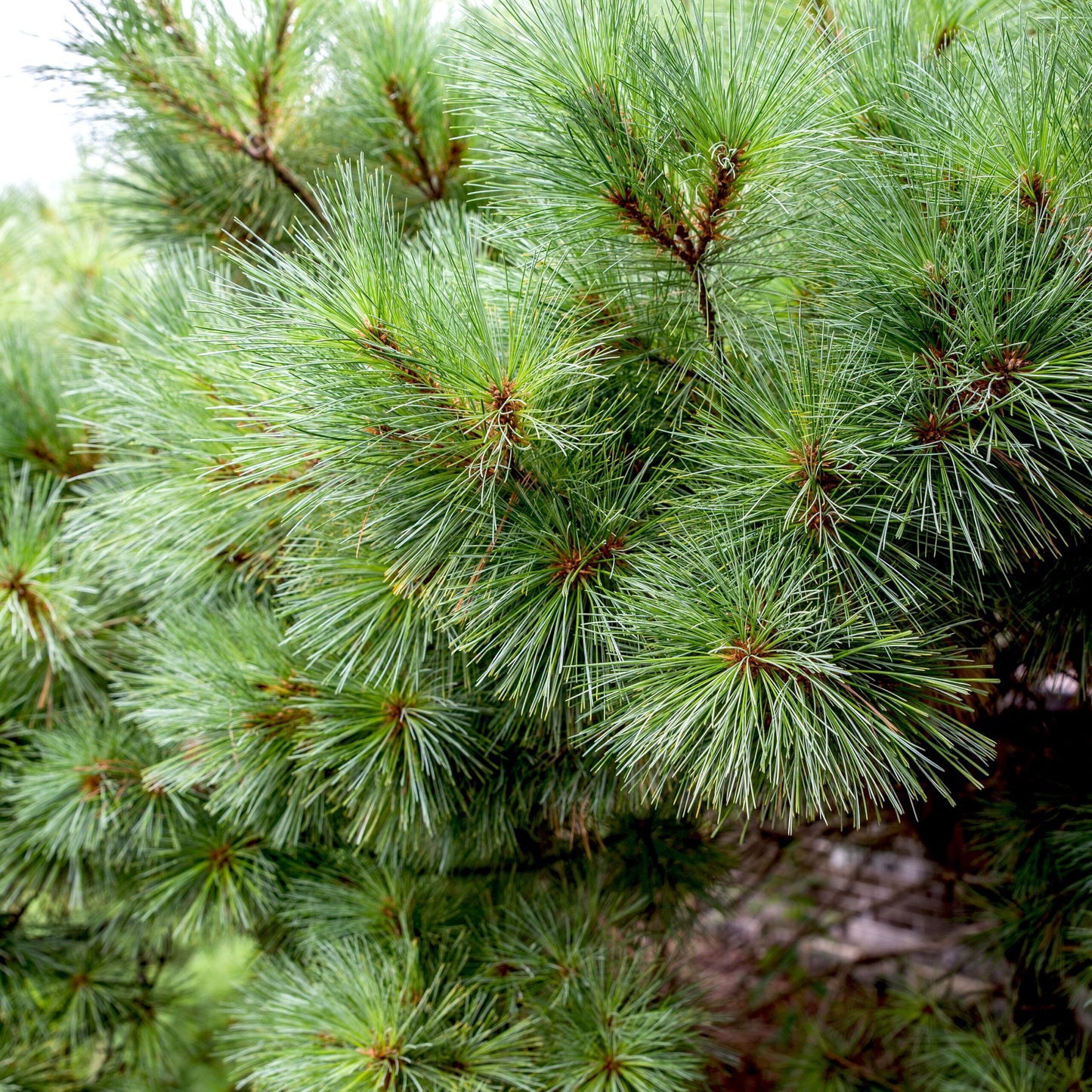 White Pine