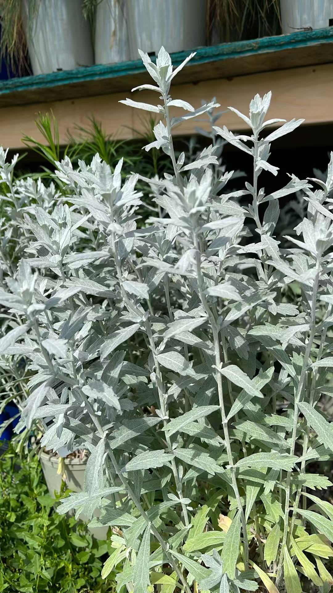 White Sage 'Garden Ghost'