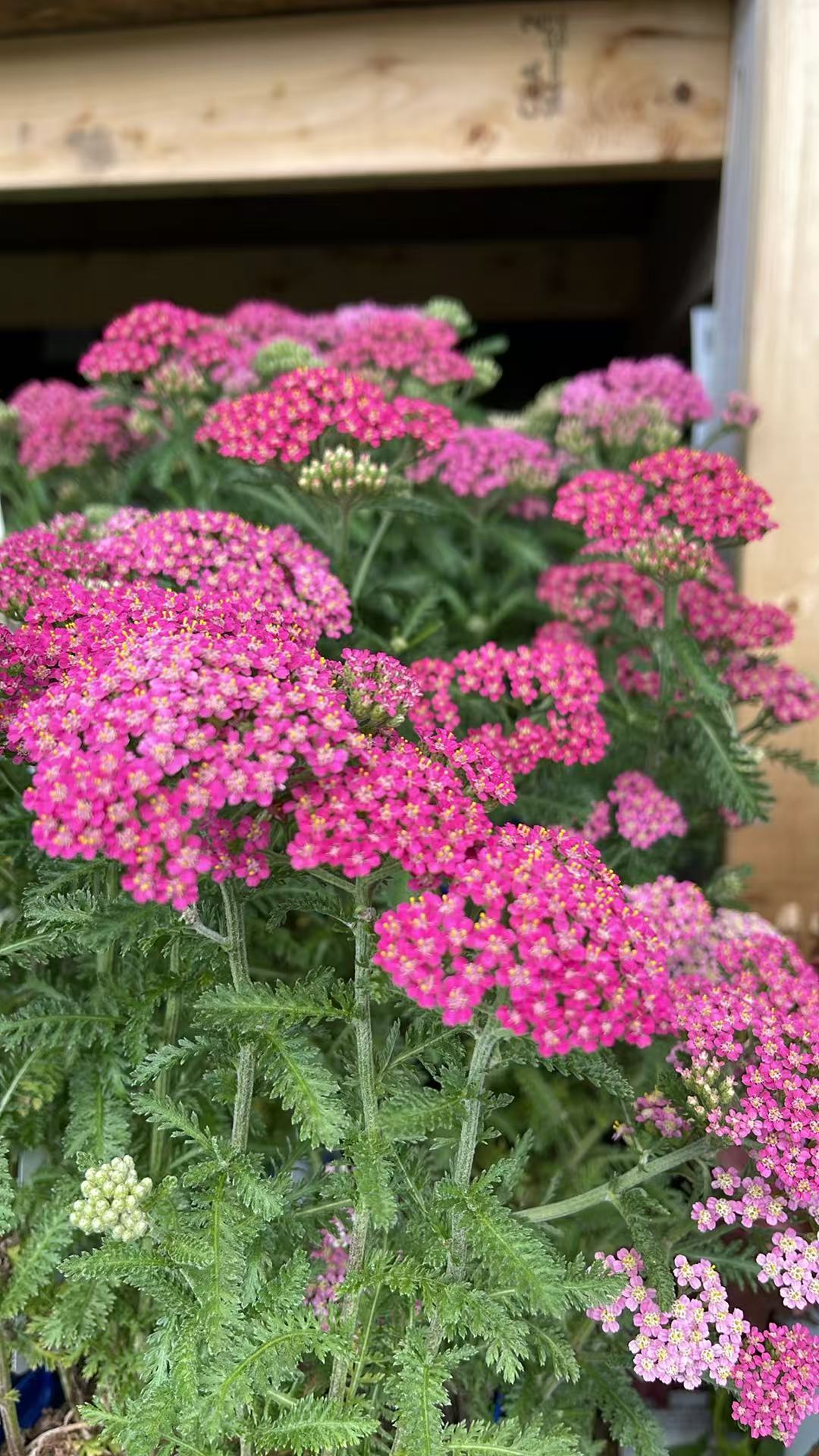 Yarrow Milly Rock Rose