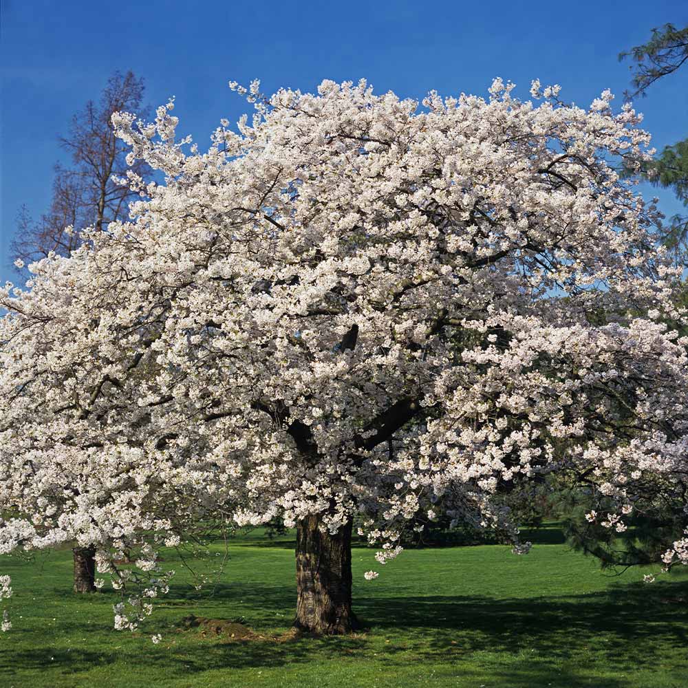 Yoshino cherry – zforcefarm