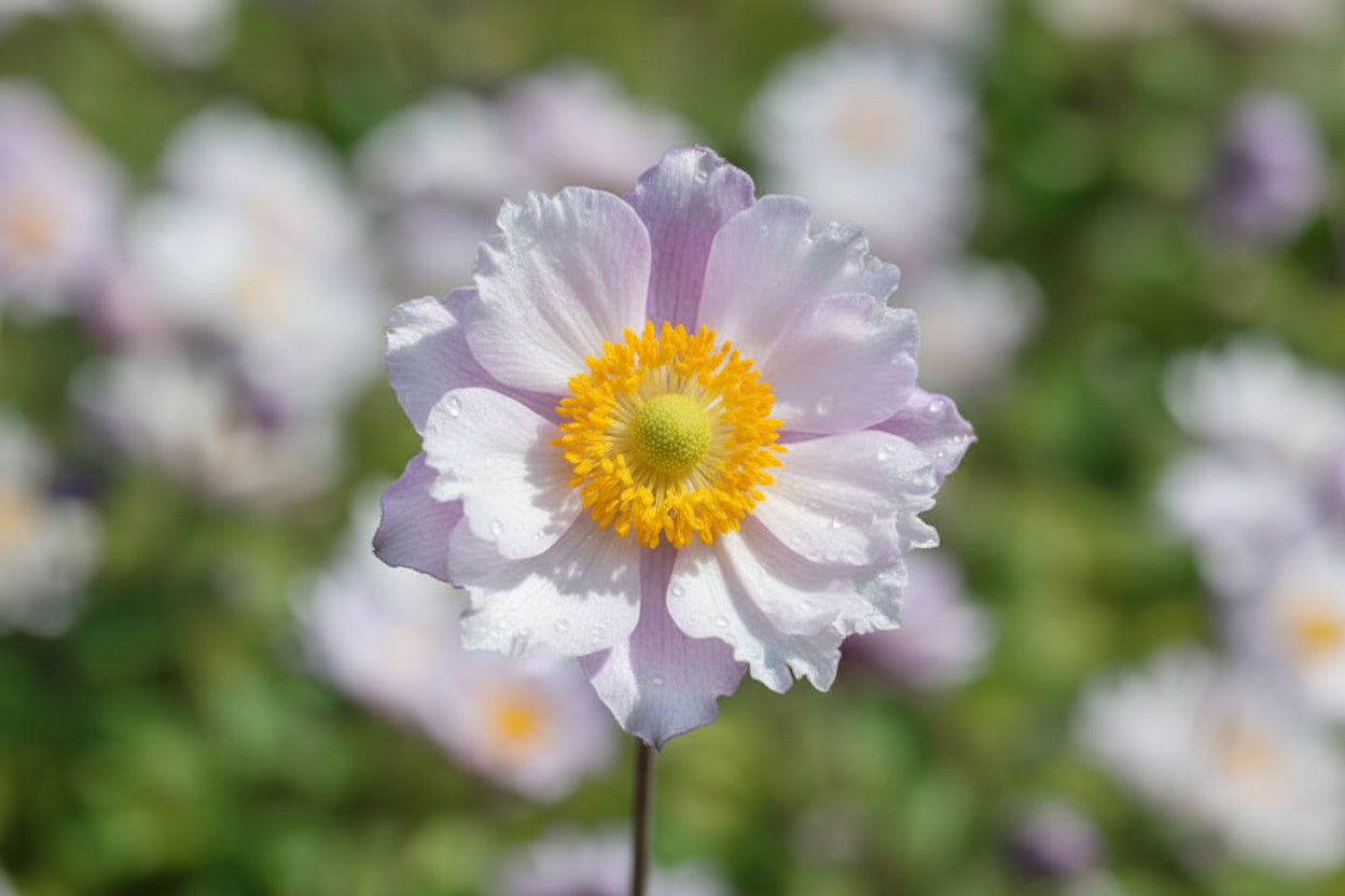 Anemone 'Frilly knickers'