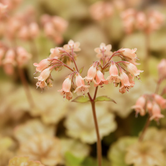 Coral Bells 'Ginger Ale'
