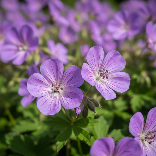 Cranesbill Karmina