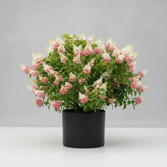 Hydrangea Paniculata 'Pinky Winky'