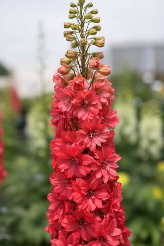 Delphinium 'Red Lark'