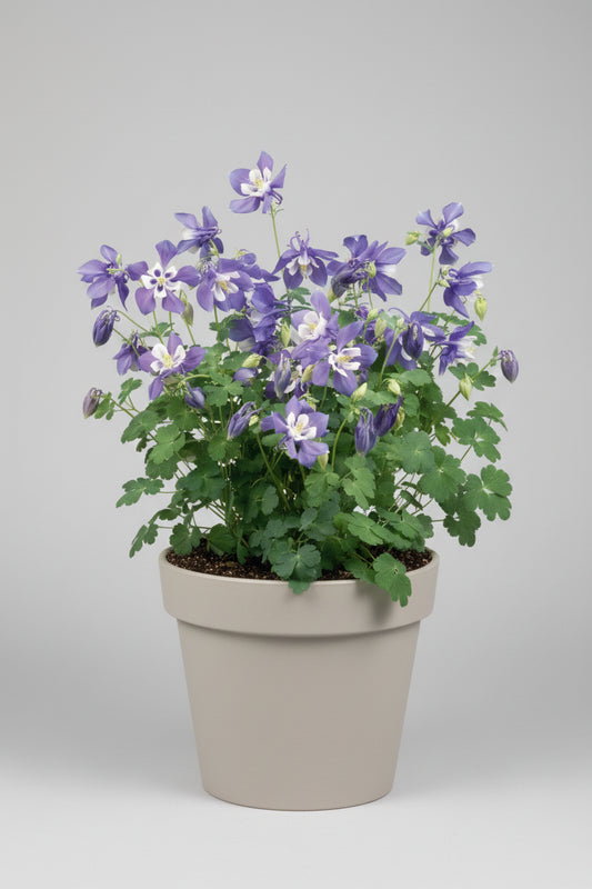 Columbine Spring Magic Navy White