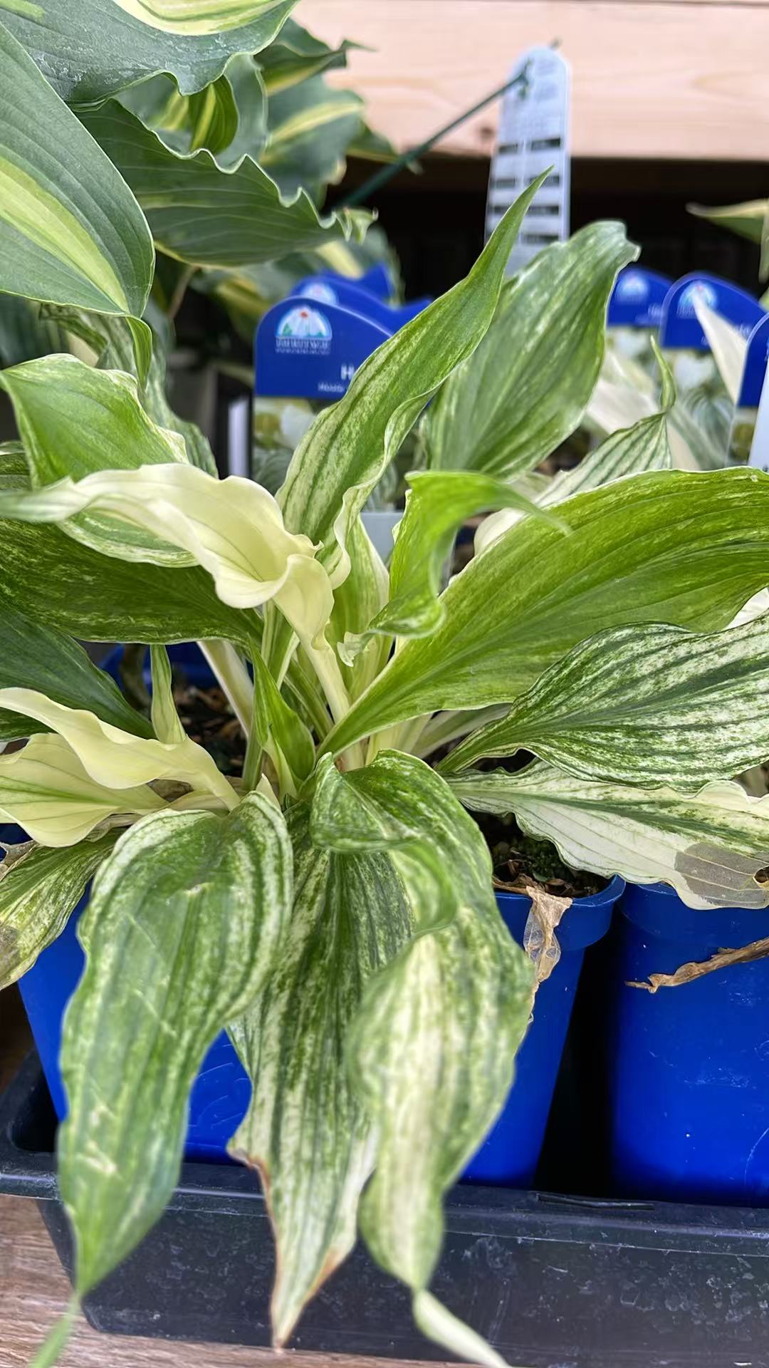 Hosta 'Zebra stripes'