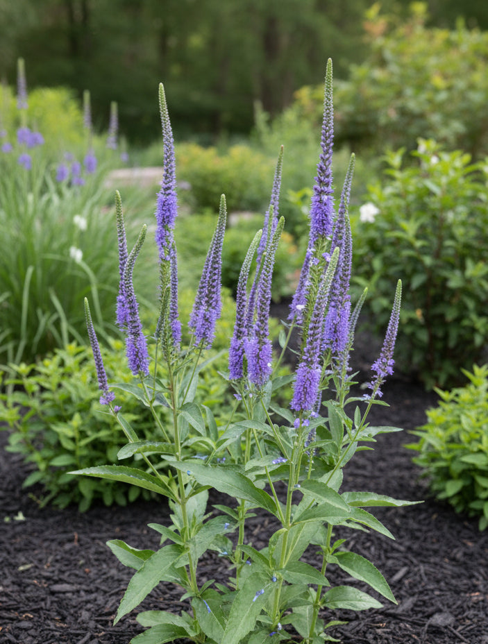 Veronica 'Blue Skywalker'