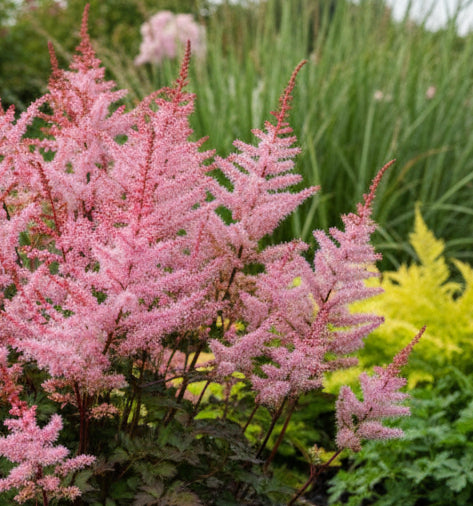 Astilbe 'Delft Lace'