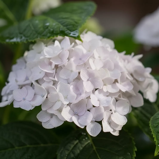 Hydrangea macrophylla 'Blushing Bride'
