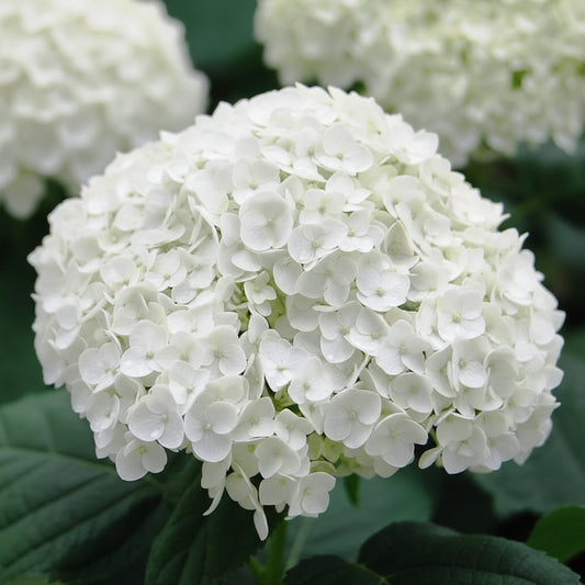 Hydrangea Arborescens Incrediball® PW