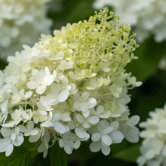 Hydrangea paniculata Limelight Std.