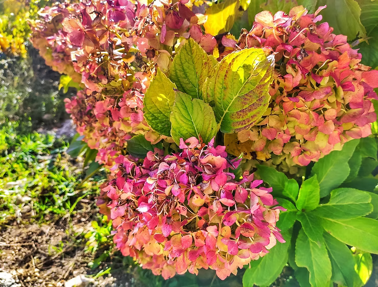 Fall Hydrangea Care: A Comprehensive Guide