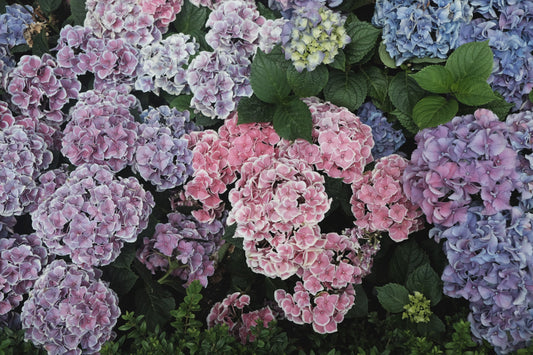 How to Plant Hydrangeas: A Complete Beginner’s Guide
