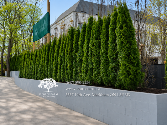How Far Apart Should You Plant Emerald Cedars? | Spacing Guide