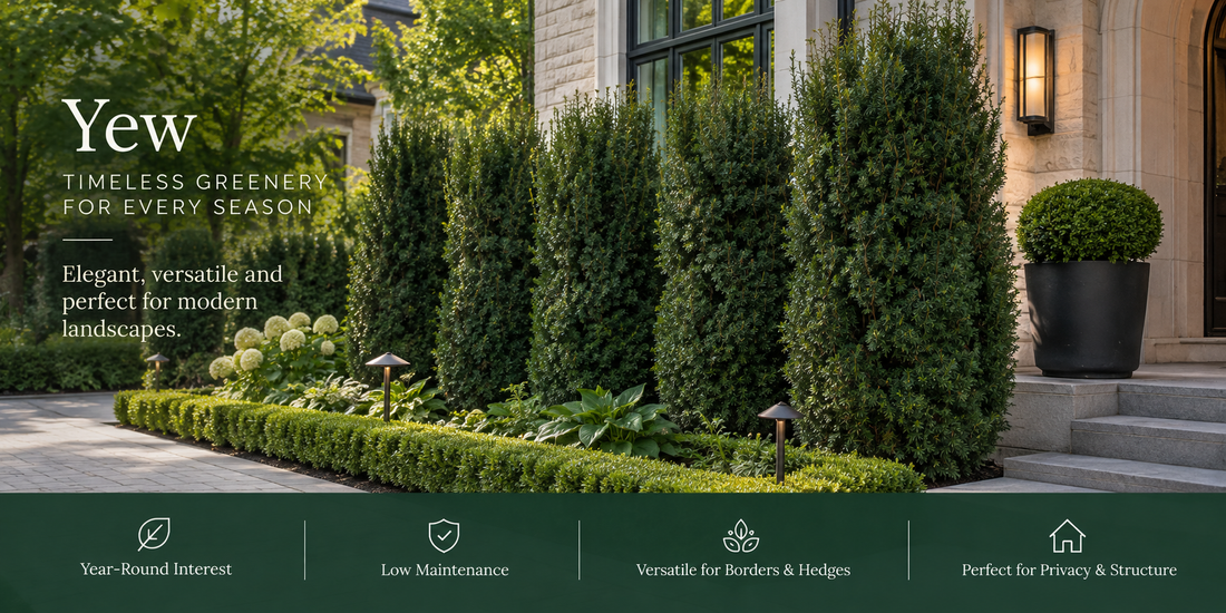 Yew hedge spacing and planting guide for privacy hedges in Toronto