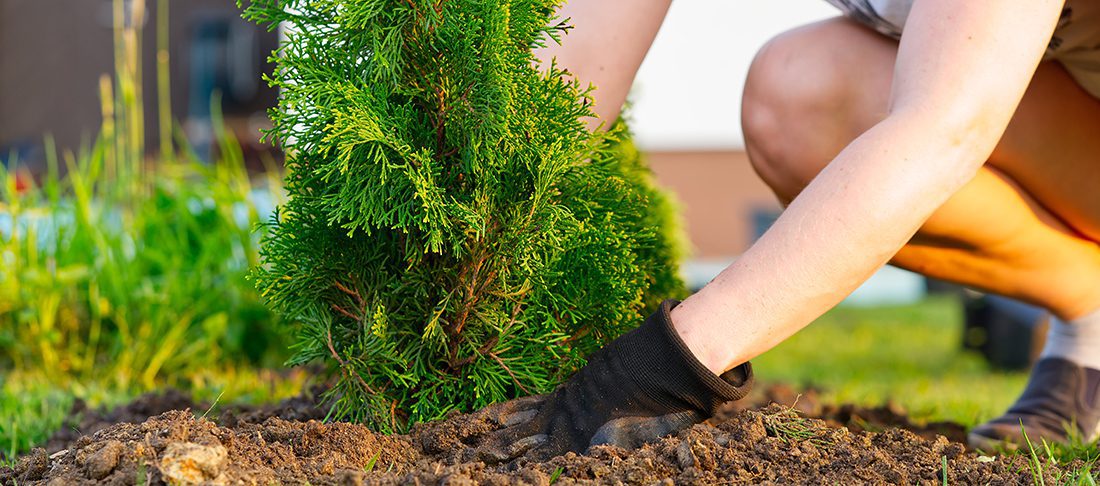 How to Plant Cedar Trees？