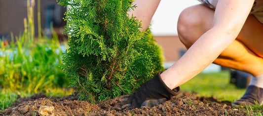 How to Plant Cedar Trees？