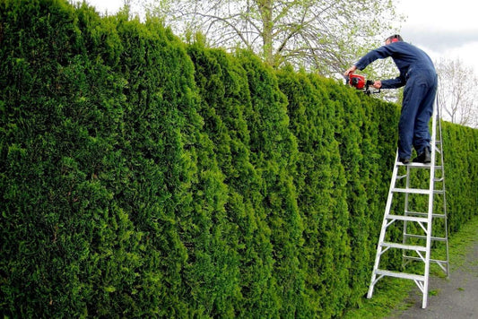 How to Care for Emerald Cedar After Planting?