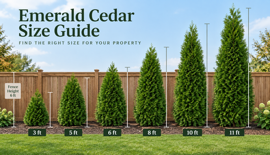 Emerald Cedar size comparison showing 3 ft, 5 ft, 6 ft, 8 ft, 10 ft and 11 ft trees for privacy hedges