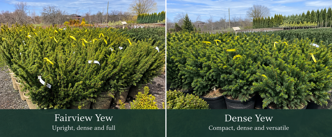 Fairview Yew vs Dense Yew: Which Is Better for Your Landscape?