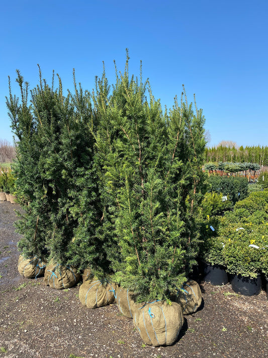 Hicks Yew for Privacy Hedges: Benefits & Landscaping Guide