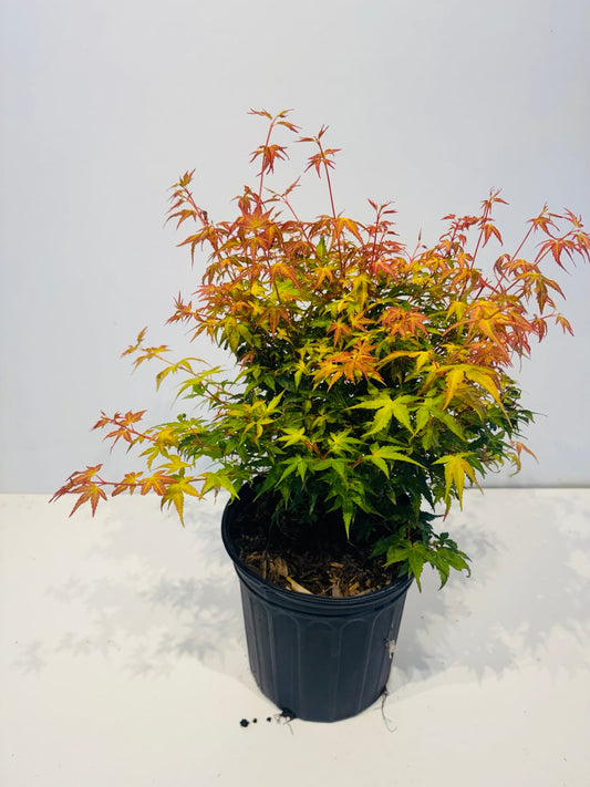 Katsura Japanese Maple in Markham Ontario at Z Force Farm