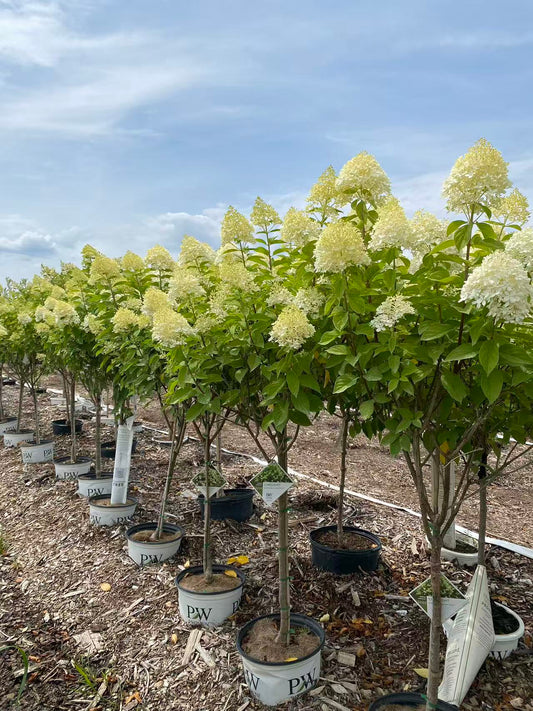 Hydrangea Tree vs. Shrub: Which Is Best? | Z Force Farm