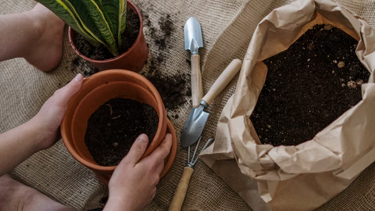 Spring into Bloom: 8 Fun Tasks to Kickstart Your Garden Adventure