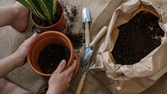 Spring into Bloom: 8 Fun Tasks to Kickstart Your Garden Adventure