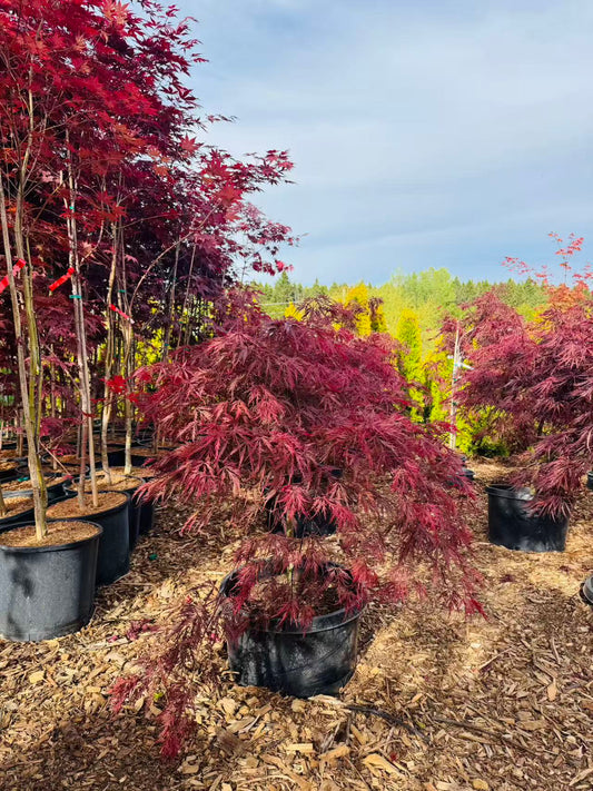 How to Take Care of Japanese Maples After Planting: A First-Year Guide