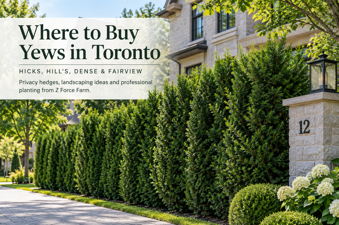 Mature yew privacy hedge for sale in Toronto