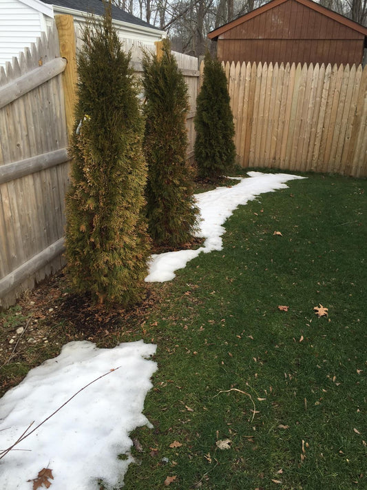 Why Are My Emerald Cedars Turning Brown? Causes & Solutions