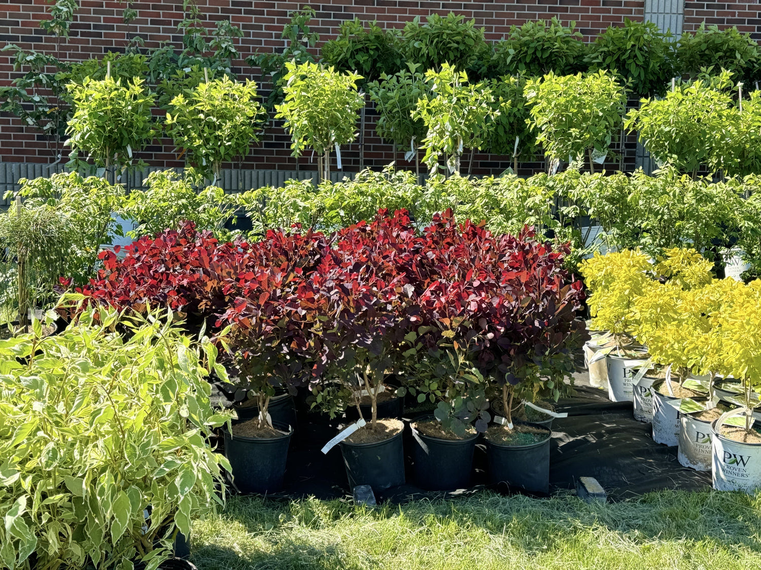 deciduous shrubs colorful landscaping plants for sale Toronto nursery