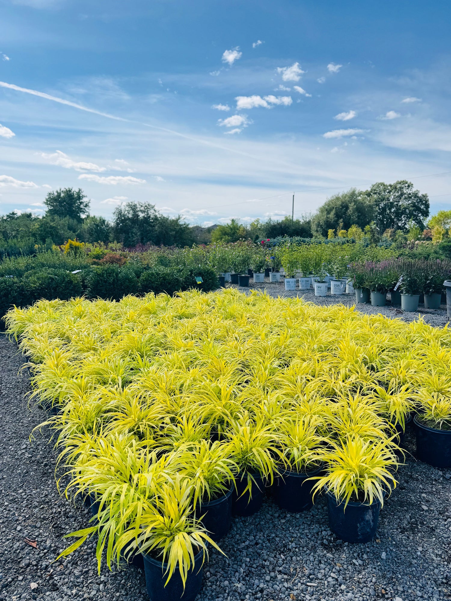 ornamental grasses including hakone grass feather reed grass and blue fescue for sale in Toronto