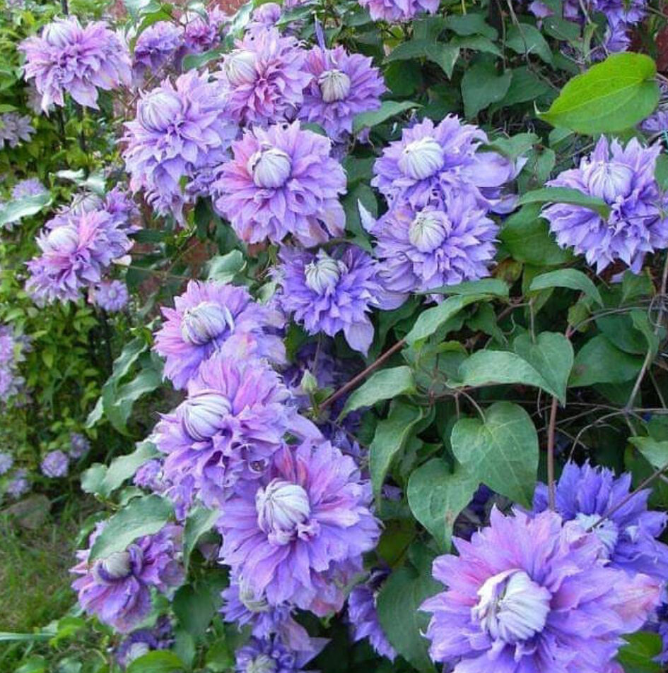 clematis and wisteria climbing flowering vines for sale Toronto garden center