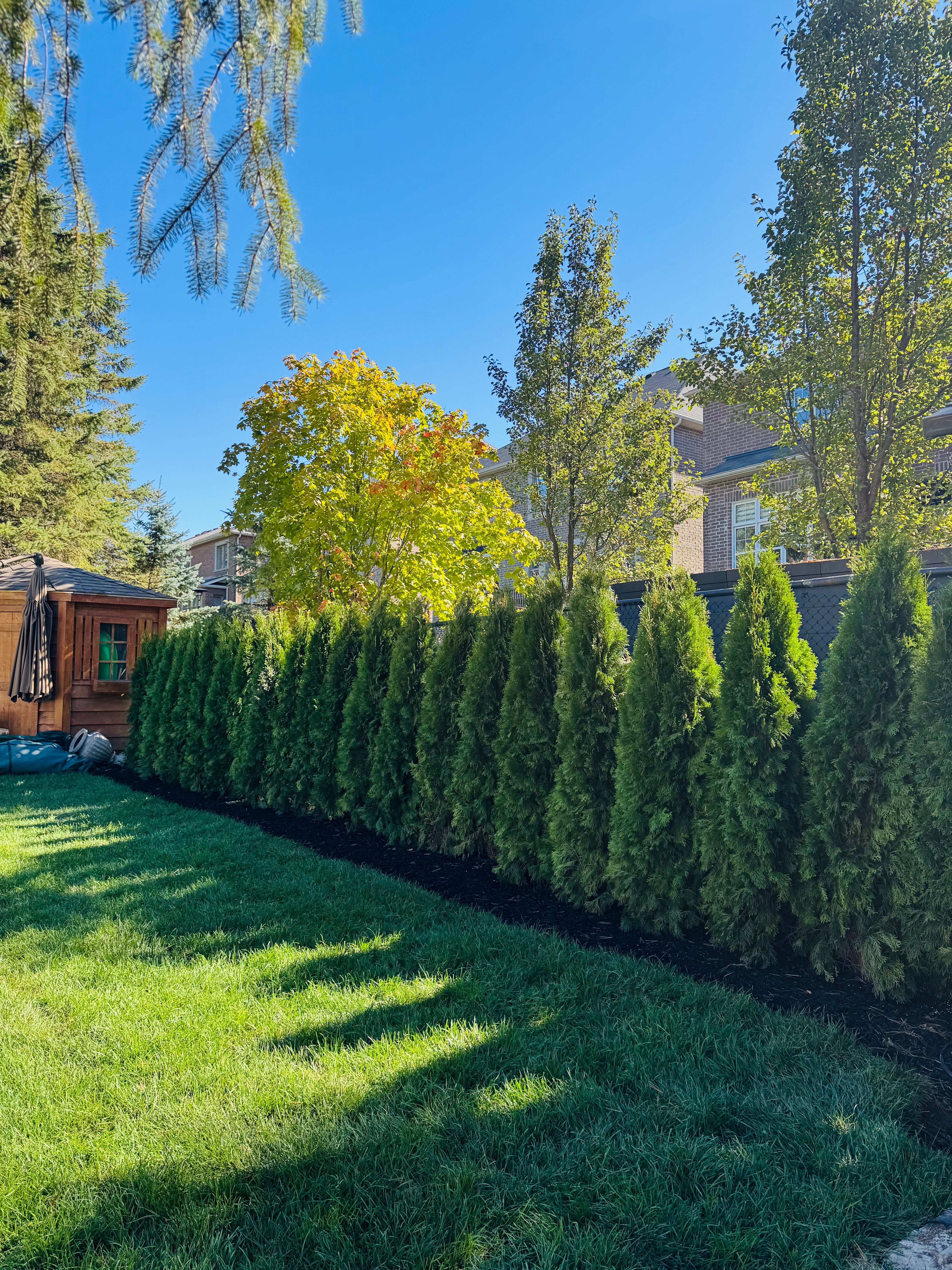 evergreen privacy screen Toronto best fit