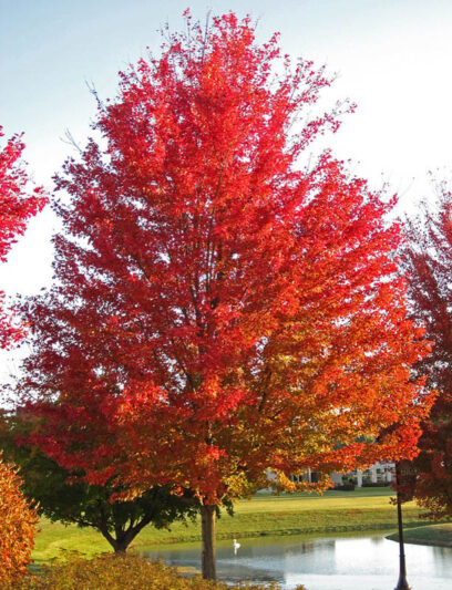 shade trees for sale in Toronto maple birch ginkgo nursery