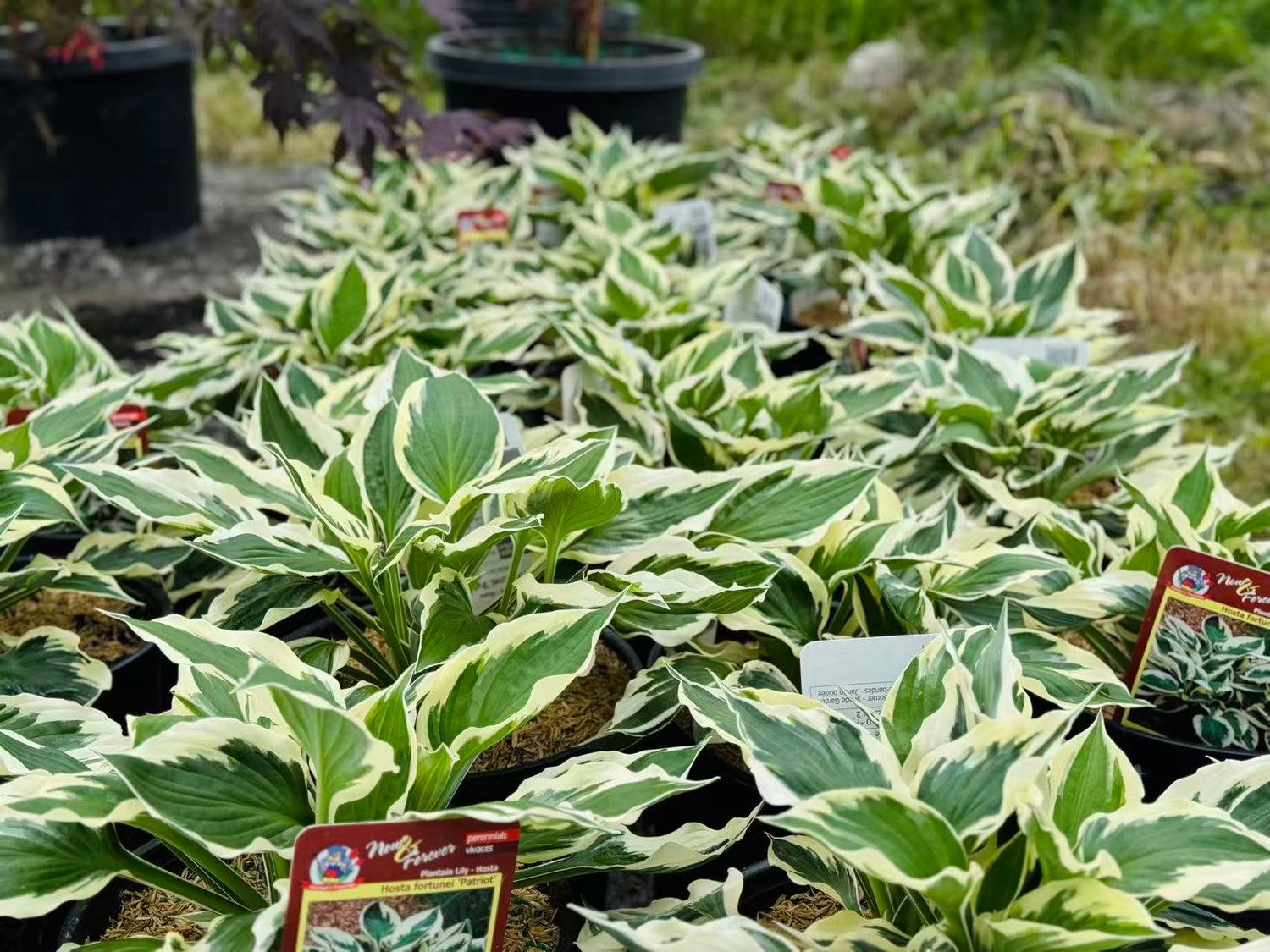 perennial plants including hosta lavender and flowers for sale in Toronto garden center