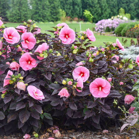 Buy 2 Get 1 Free Plants