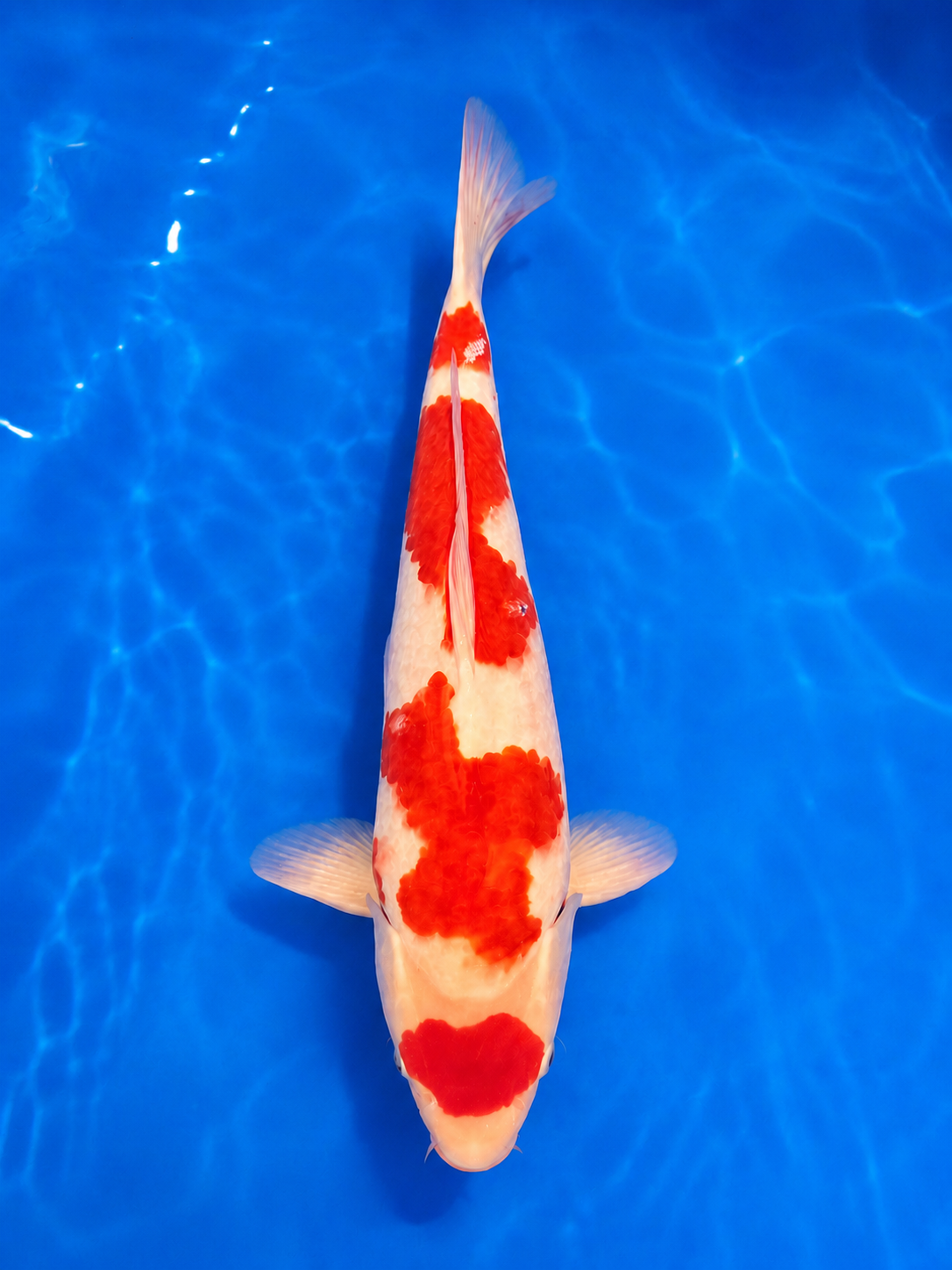 Japanese Kohaku koi fish for sale at Z Force Farm in Markham, Ontario
