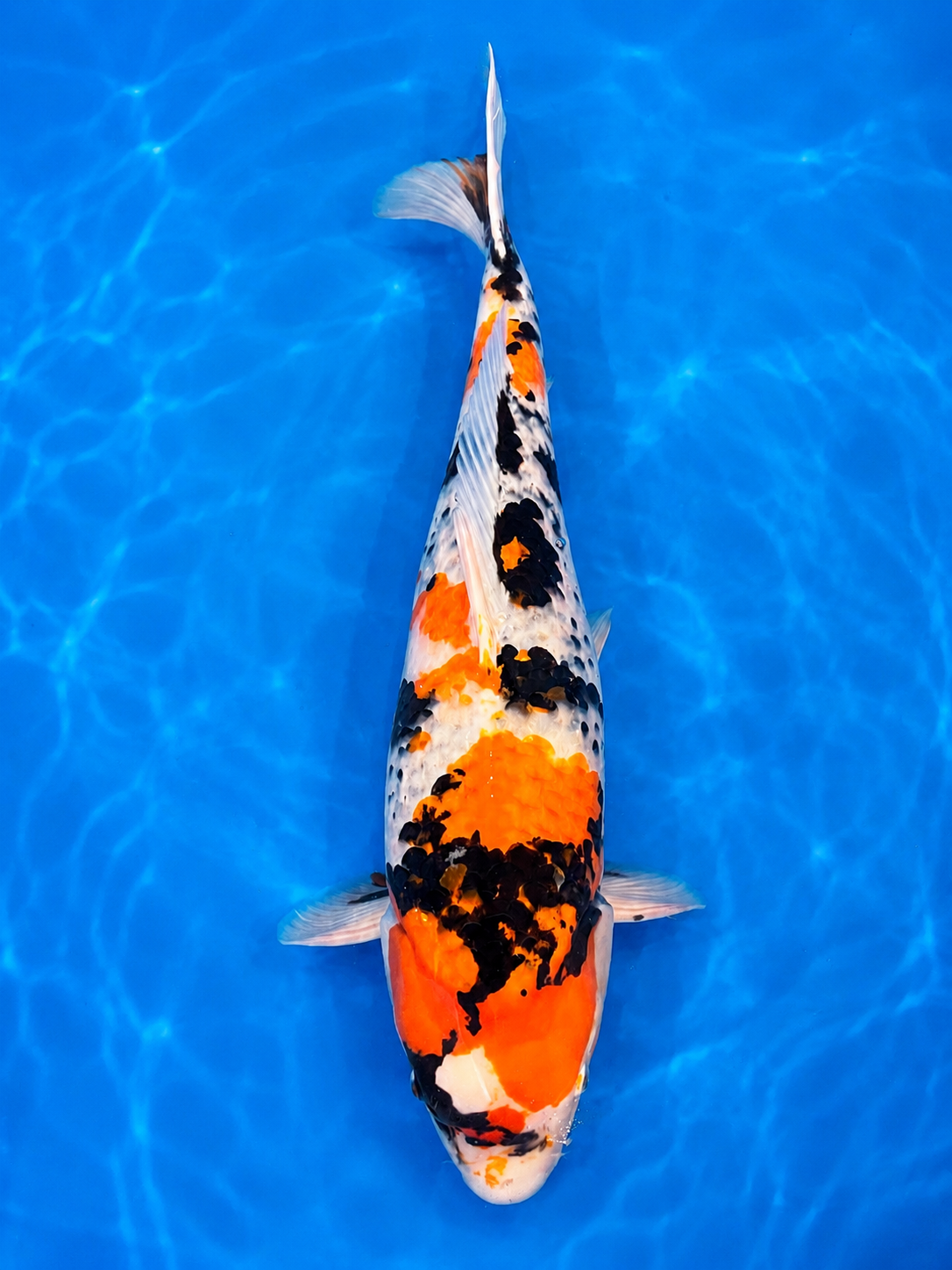 Japanese Showa koi fish for sale at Z Force Farm in Markham