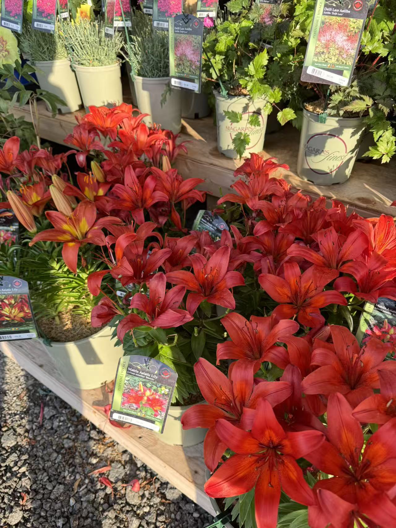Matrix Asiatic Lily