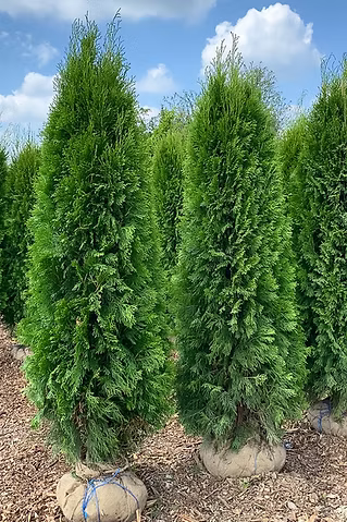 6.5-7 Ft Emerald Cedar