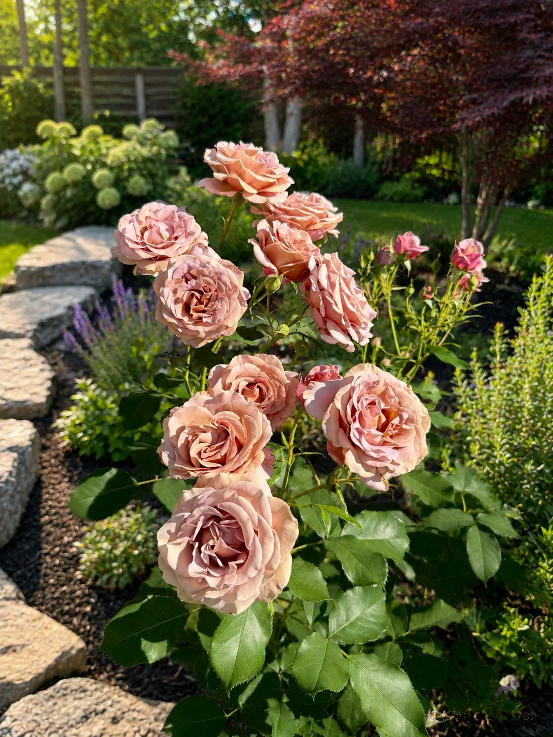 Koko Loko™ Rose