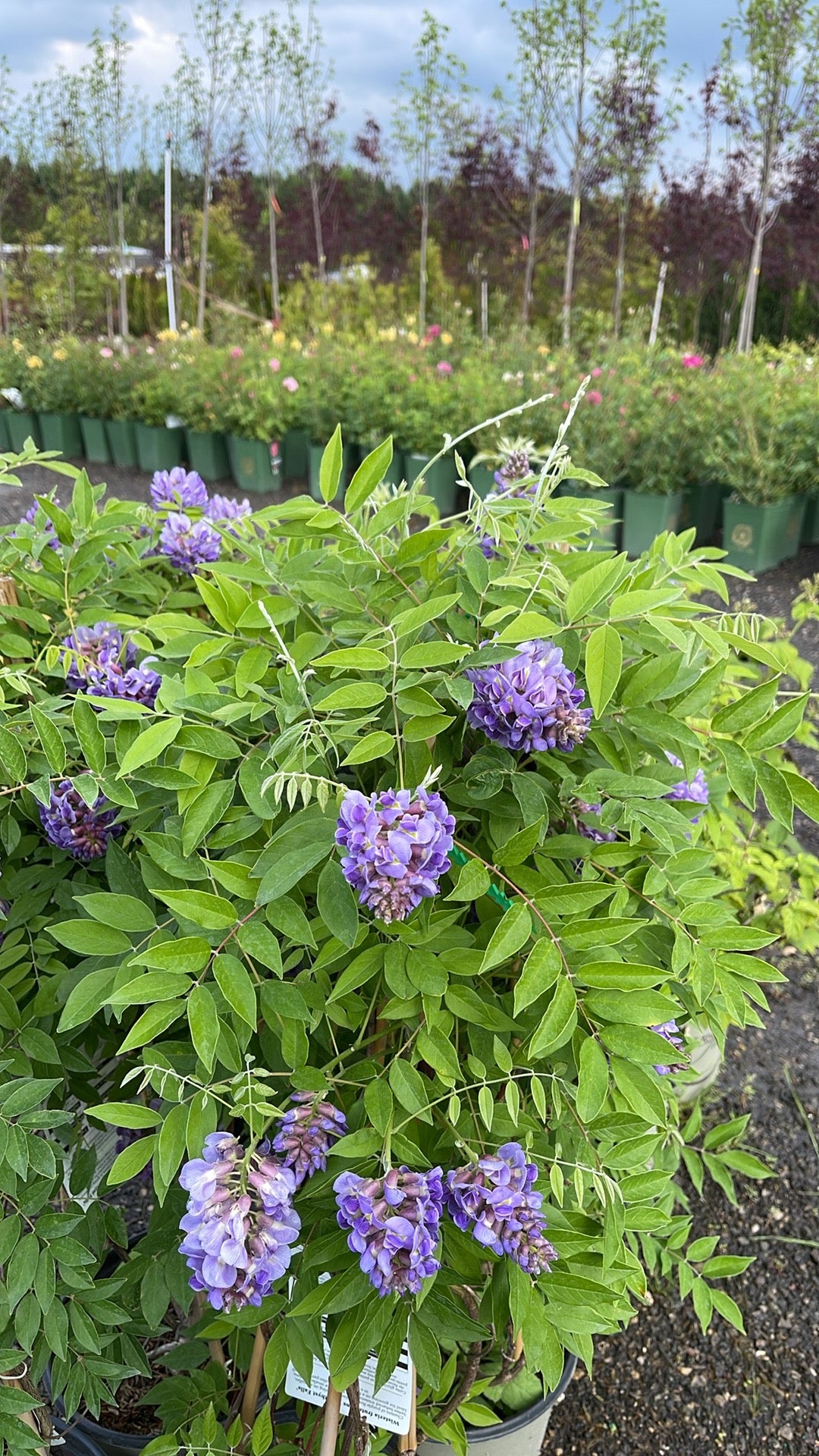 Amethyst Falls Wisteria