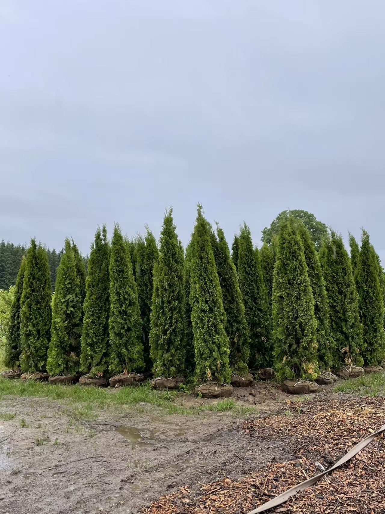 10–11 Ft Emerald Cedar (A Grade)