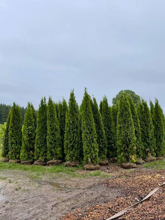 10–11 Ft Emerald Cedar (A Grade)