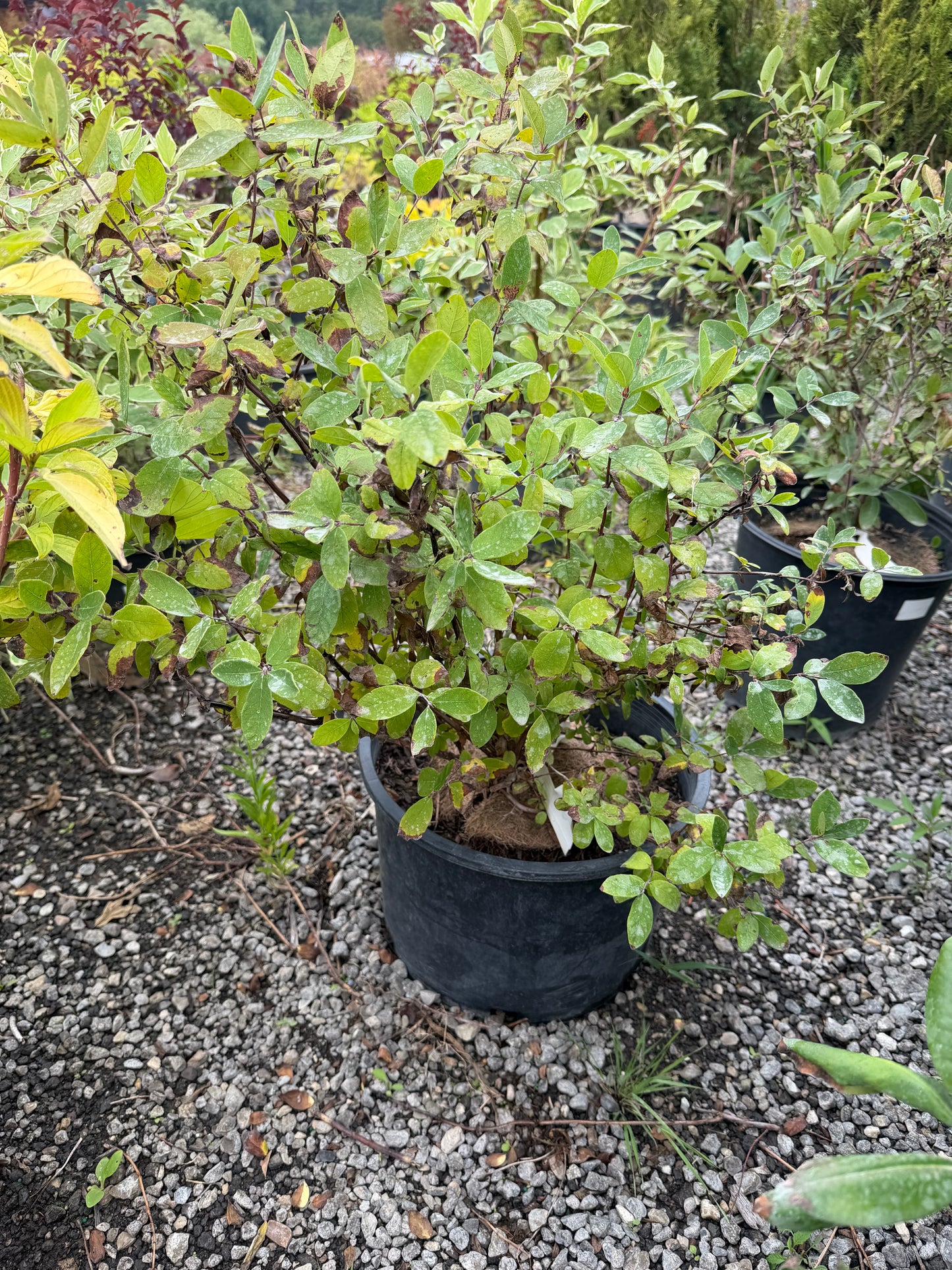 Lonicera Caerulea Yezberry® Solo™