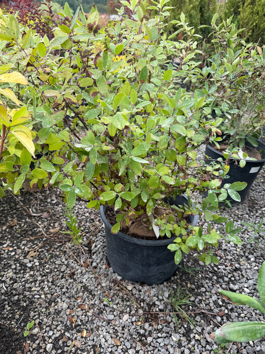 Lonicera Caerulea Yezberry® Solo™